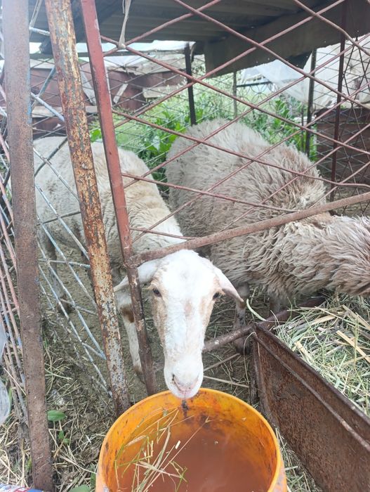 Ona bola qoy sotiladi