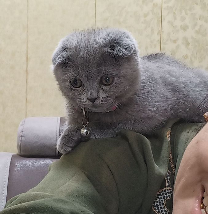 Зотдор мушукча.  Страйт фолд. Шотланский выслоухи.  3 ойлик.  Срочно.