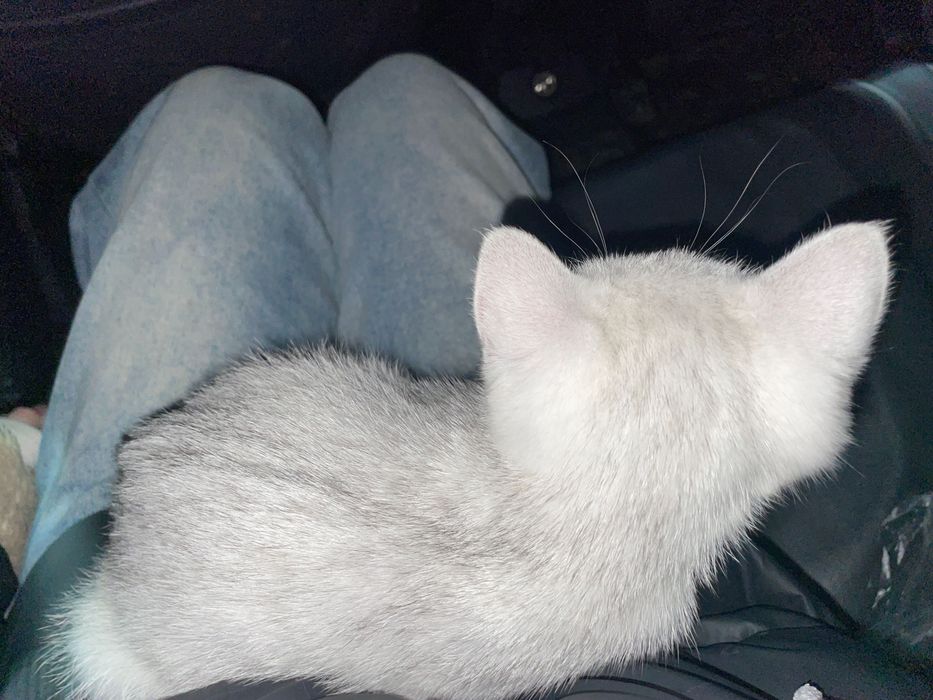 котенок британец