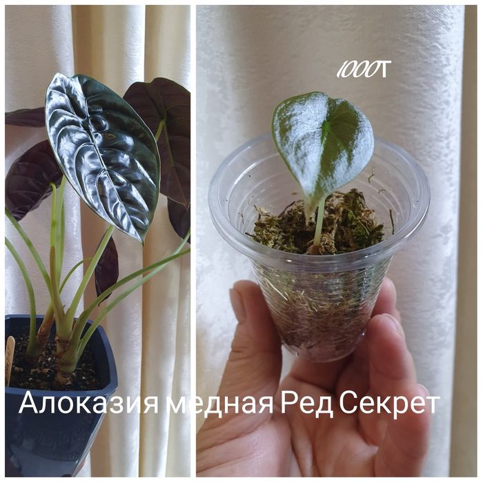 Комнатные растения