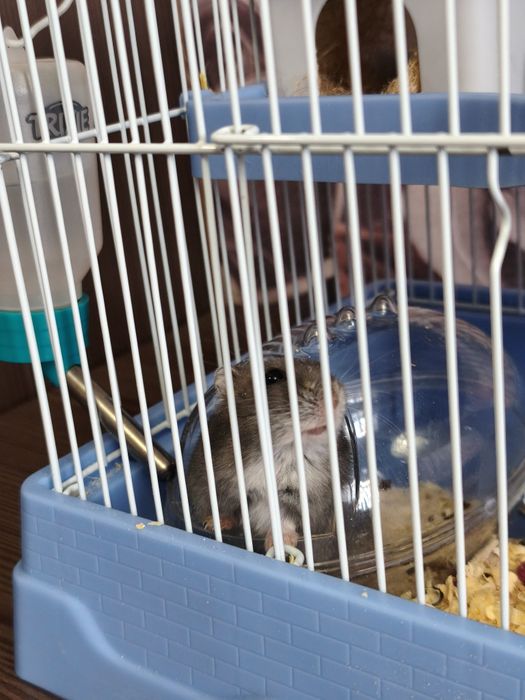 Продам клетку с хомячком