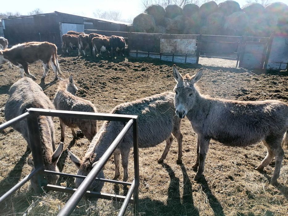 Есек сатылады екеу