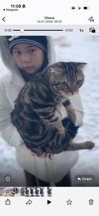 Шотландский вислоухий кот