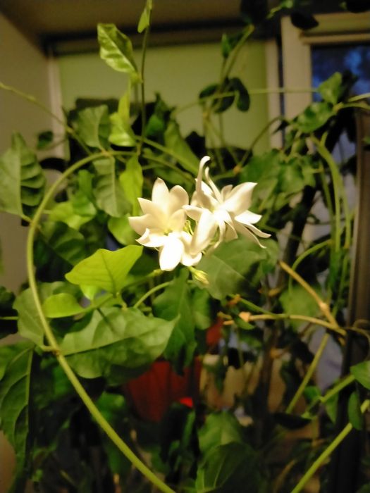 Продам комнатные цветы