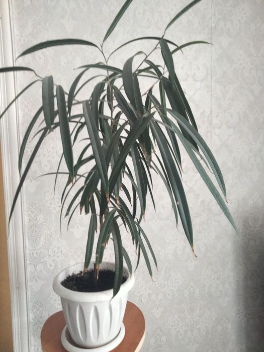 Комнатный фикус Али