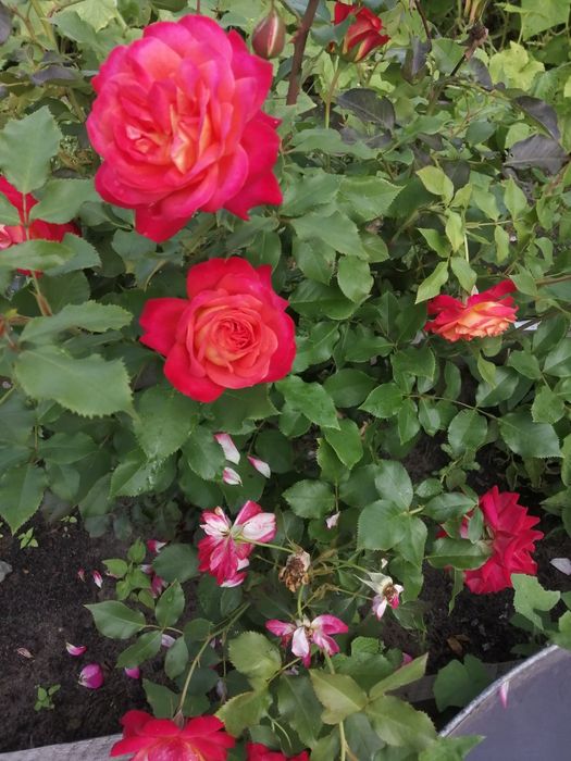 Продам дачу.Баня