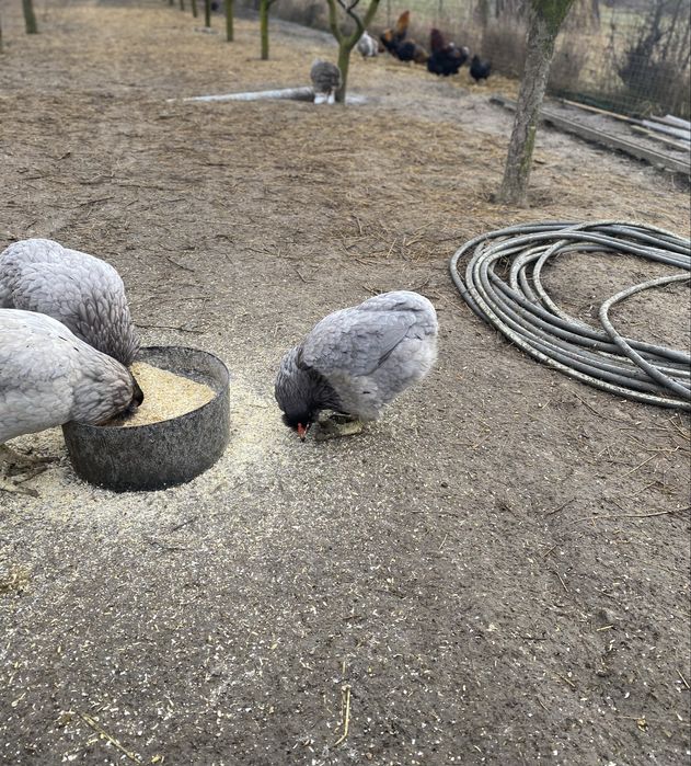 Vând pui de o zi rasa Araucana.