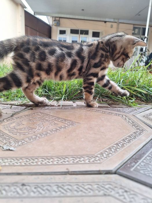 Бенгальский котенок