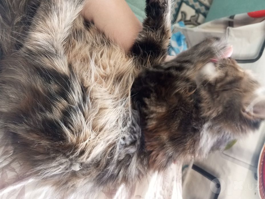 Сибирские котьята