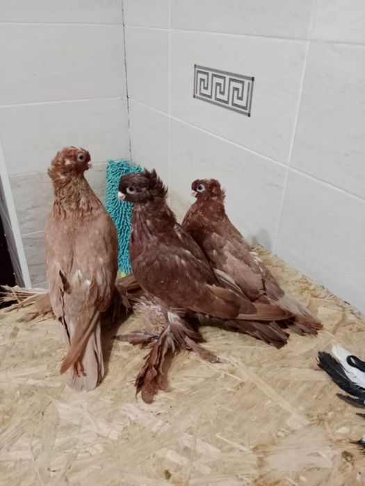 Продам   голубей