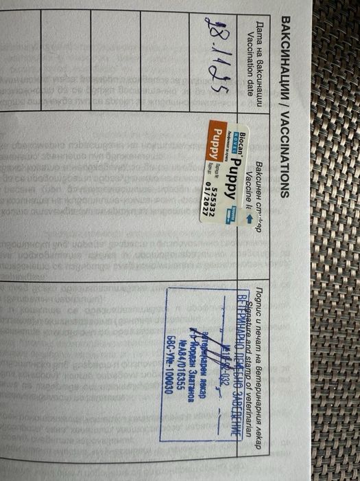 Френски Булдог French Bulldog Blue