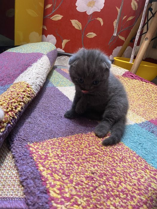 Шотланские котята