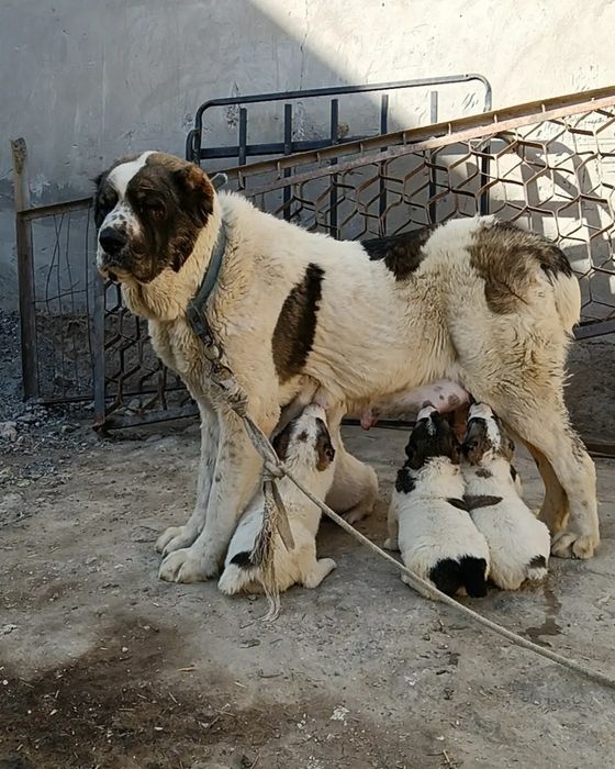 Urgochi alabay sotiladi bir tuggan