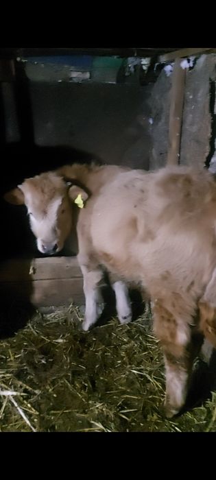 Продам Бычка Аулекольской Породы