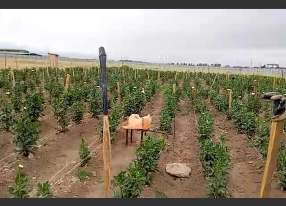 Клубни цветов гергины