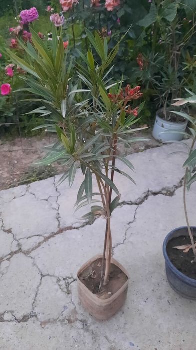 Молодые цветы - Олеандр