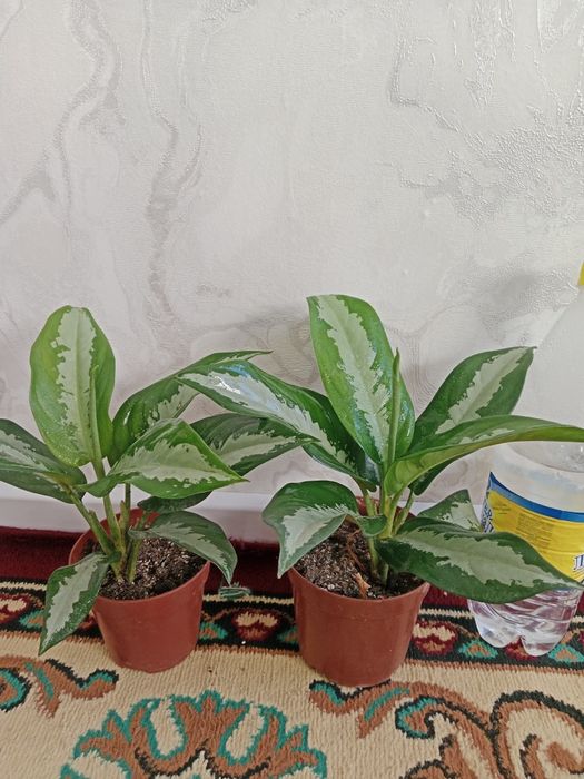 Продам цветы 3500/2500