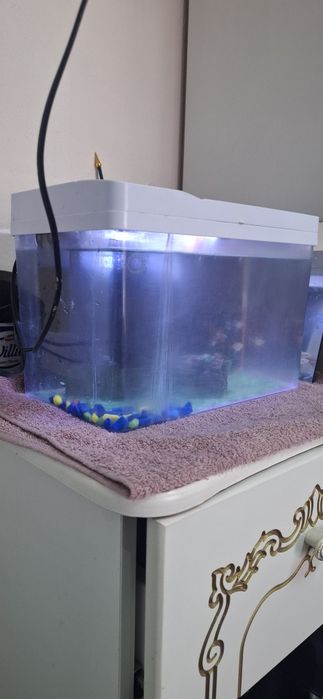 Аквариум с рыбками