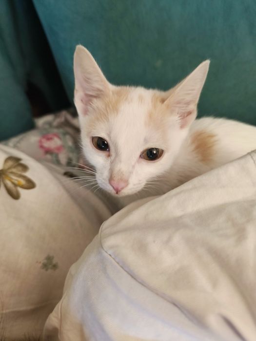 Котята обычные, бесплатно