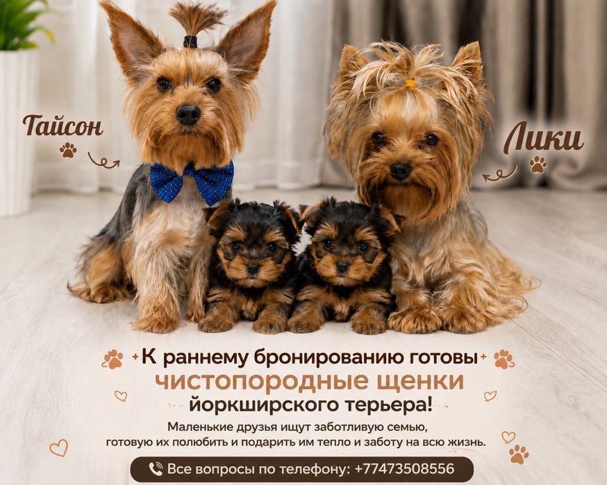 Щенки Йоркширского терьера