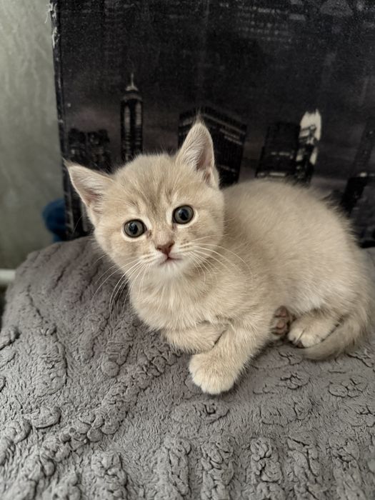 Продам котят породы Скоттиш страйт