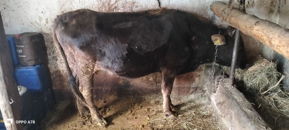 Сиыр сатылады ..