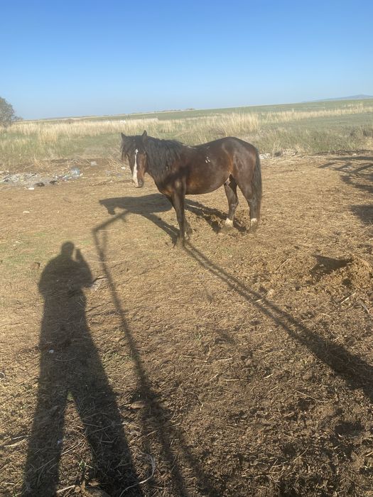 Продам мерина ат сатам