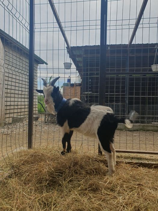 Țap pitic 40cm la greabăn