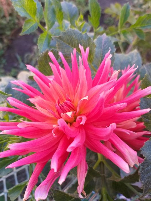 Клубни георгин голландия