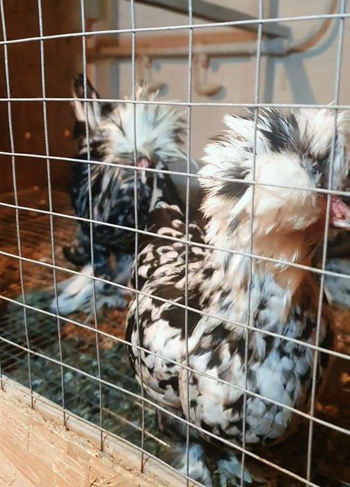 Султанка тауықтары