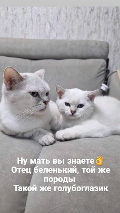 Котята породы Скоттиш-страйт