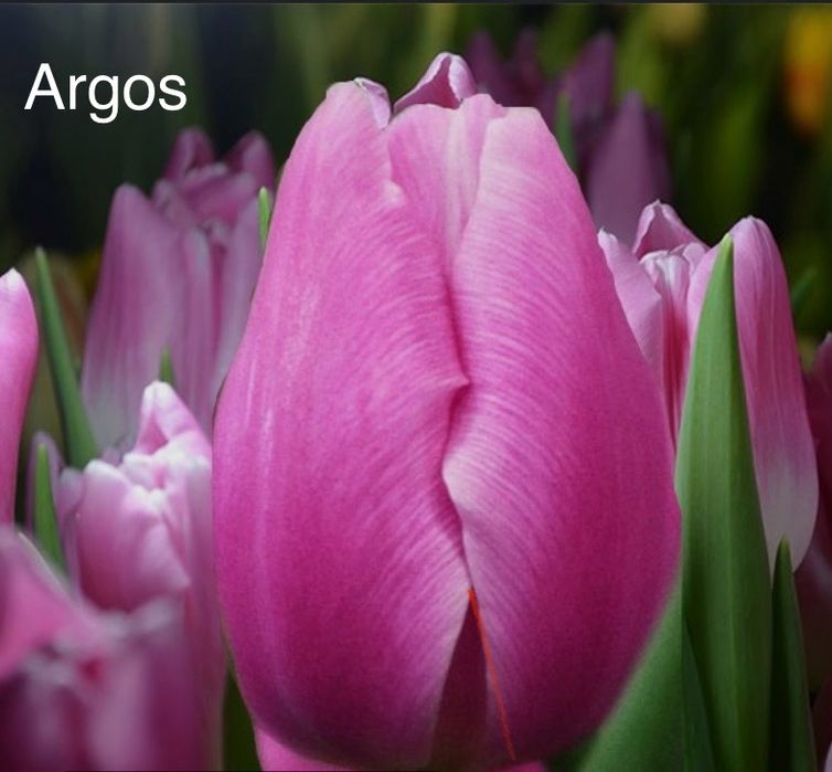 Карагандинский тюльпан