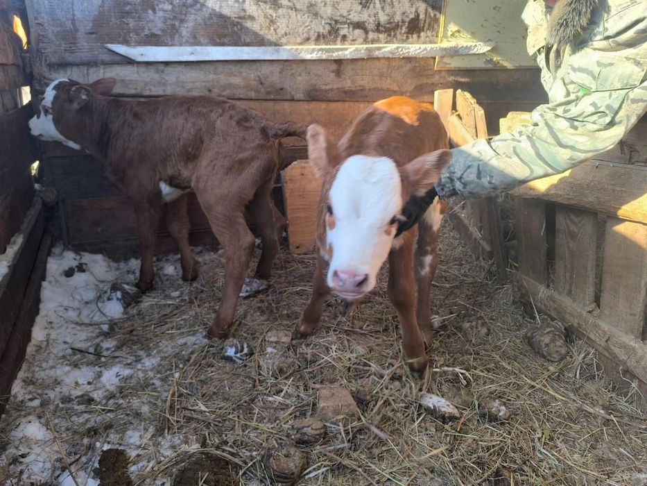 Продам телят 2 недели