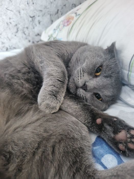 Mushuk Scottish fold erkak soglom