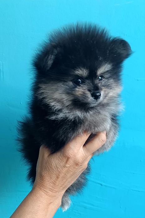 Шикарные щенки Шпица