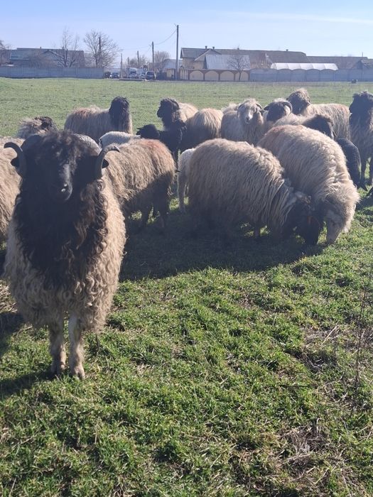 BERBEC ȚURCAN CARABAȘ DE VANZARE  !FOARTE BUN DE PRĂSILĂ !Ieste un exemplar foarte frumos !