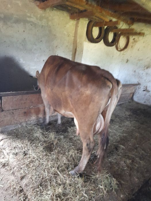 Vaca bună de lapte!