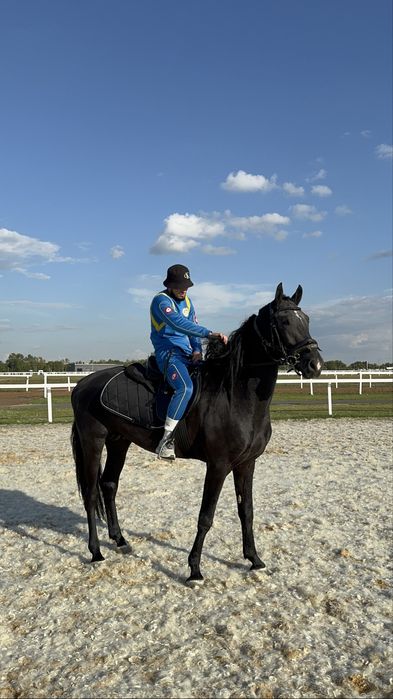 Орловский жеребец