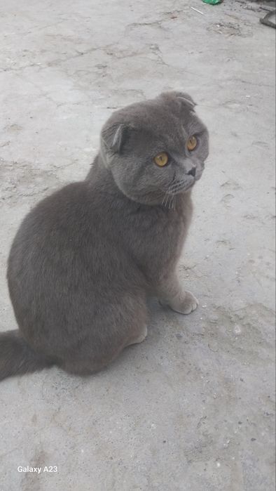 Мушук сотилади 1ёшда