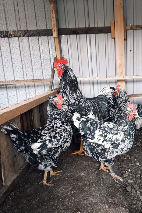 Ouă incubat găini pita pinta bobat