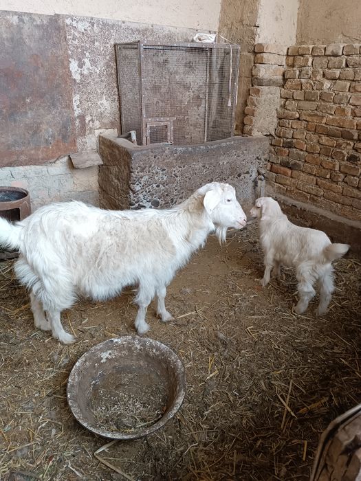 Echki sotiladi zoti tozasi