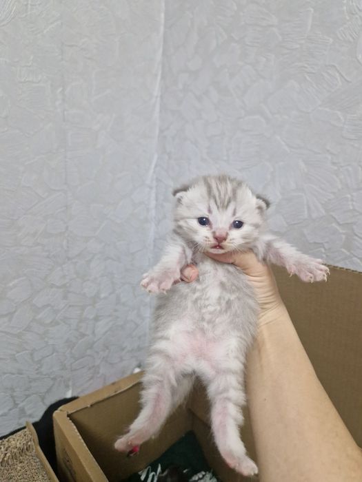 В Бронь шотландские котята