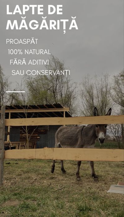 *Lapte de măgăriță 100% NATURAL- OFERTĂ
