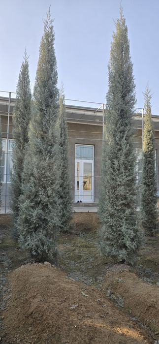 Кепарис аризоника