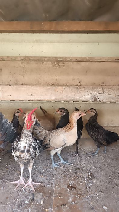 Продам карликовые кур.