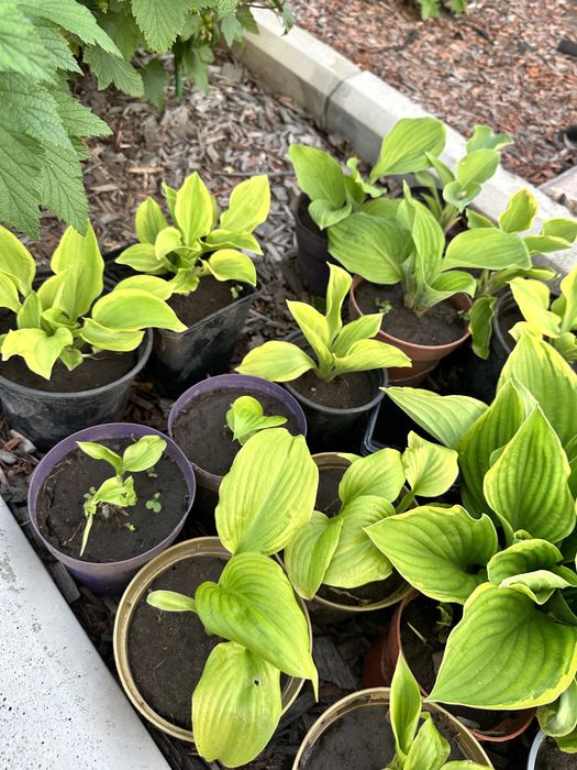 Сортовые хосты, медуница