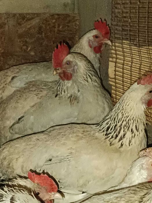 Яйцо на инкубацию