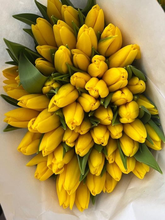 тюльпаны Астана высококачественные