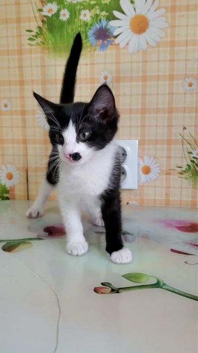 Отдам в добрые руки котенка