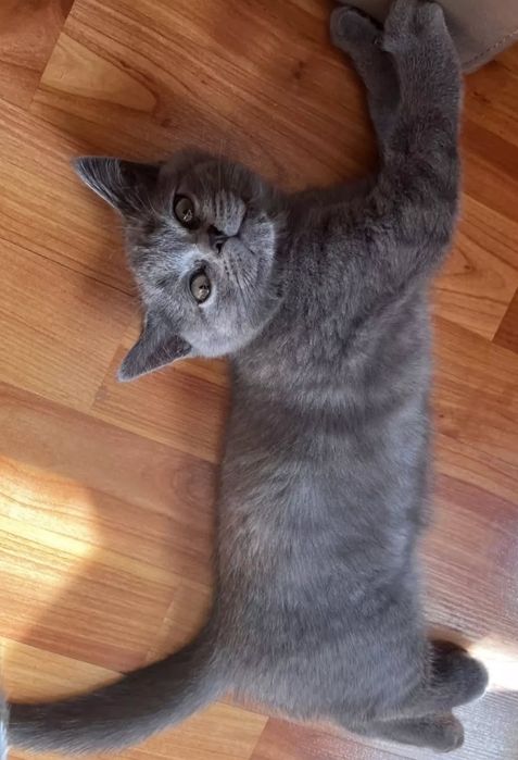 Шотландские котята 3мес  мальчики